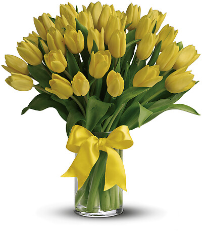 Sunny Yellow Tulips